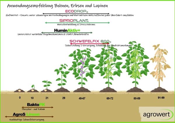 Wachstumsstadien von Bohnen, Erbsen und Lupinen von Keimung bis zur Reife mit Anwendungsempfehlungen für ECODROP, SIPROPLANT, HuminAktiv+, SCHWEFELFIX 800, BaktoPK und Agros zur Unterstützung von Wurzelentwicklung, Stressresistenz und Nährstoffversorgung.