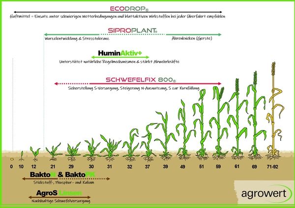 Grafik zeigt Getreidewachstum von Keimung bis Ernte mit empfohlenem Einsatzzeitpunkt für ECODROP, SIPROPLANT, HuminAktiv+ und SCHWEFELFIX 800 zur Unterstützung von Wachstum, Stressresistenz und Nährstoffversorgung.