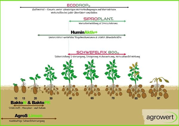 Diagramm zeigt empfohlene Einsatzzeiten von Düngemitteln und Pflanzenschutzmitteln während des Kartoffelwachstums, mit Zeitpunkten von 10 bis 97 Tagen und Produktnamen wie ECODROP, SIPROPLANT, HuminAktiv+, SCHWEFELFIX 800, BaktoN, BaktoPK, AgroS Linsen.