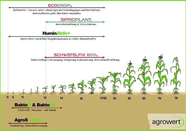 Zeitstrahl mit Wachstumsstadien von Mais von 0 bis 79 Tagen, zeigt Einsatzempfehlungen für ECODROP Produkte wie SIPROPLANT, HuminAktiv+, SCHWEFELFIX 800, Bakto, Bakto PK und AgroS Linsen zur Unterstützung von Pflanzenwachstum und Nährstoffversorgung.