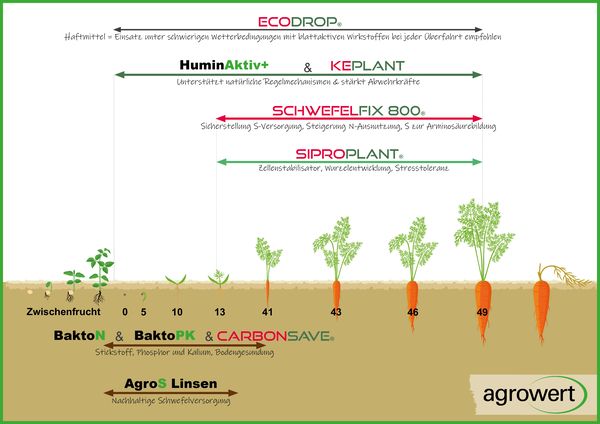 Empfehlung für Möhreneinsatz mit Zeitachse von Zwischenfrucht bis Ernte, zeigt Einsatz von HuminkAktiv, Keplant, Schwefelfix 800, Siproplant, BaktoN, BaktoPK, Carbonsave und AgroS Linsen zur Nährstoffversorgung und Stressreduktion.