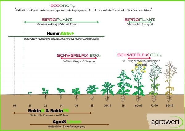 Zeitachse der Rapspflanzenentwicklung mit empfohlenem Einsatz von ECODROP, SIPROPLANT, HuminAktiv, SCHWEFELFIX 800, Bakto, Bakto PK und AgroS Linsen zur Unterstützung von Wachstum, Stressresistenz und Schwefelversorgung