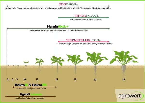 Diagramm zeigt empfohlene Einsatzzeitpunkte von Düngemitteln und Wirkstoffen für Zuckerrübenwachstum von 0 bis 49 Tagen nach Aussaat, mit Pflanzenstadien und Funktionen der Produkte wie SIPROPLANT, HuminAktiv+, SCHWEFELFIX 800, BaktoN & BaktoPK, AgroS Linsen.